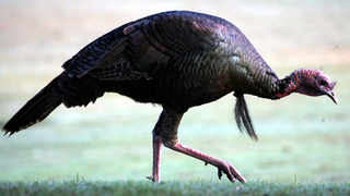 Wild Turkeys Are Terrorizing a Town in New Jersey